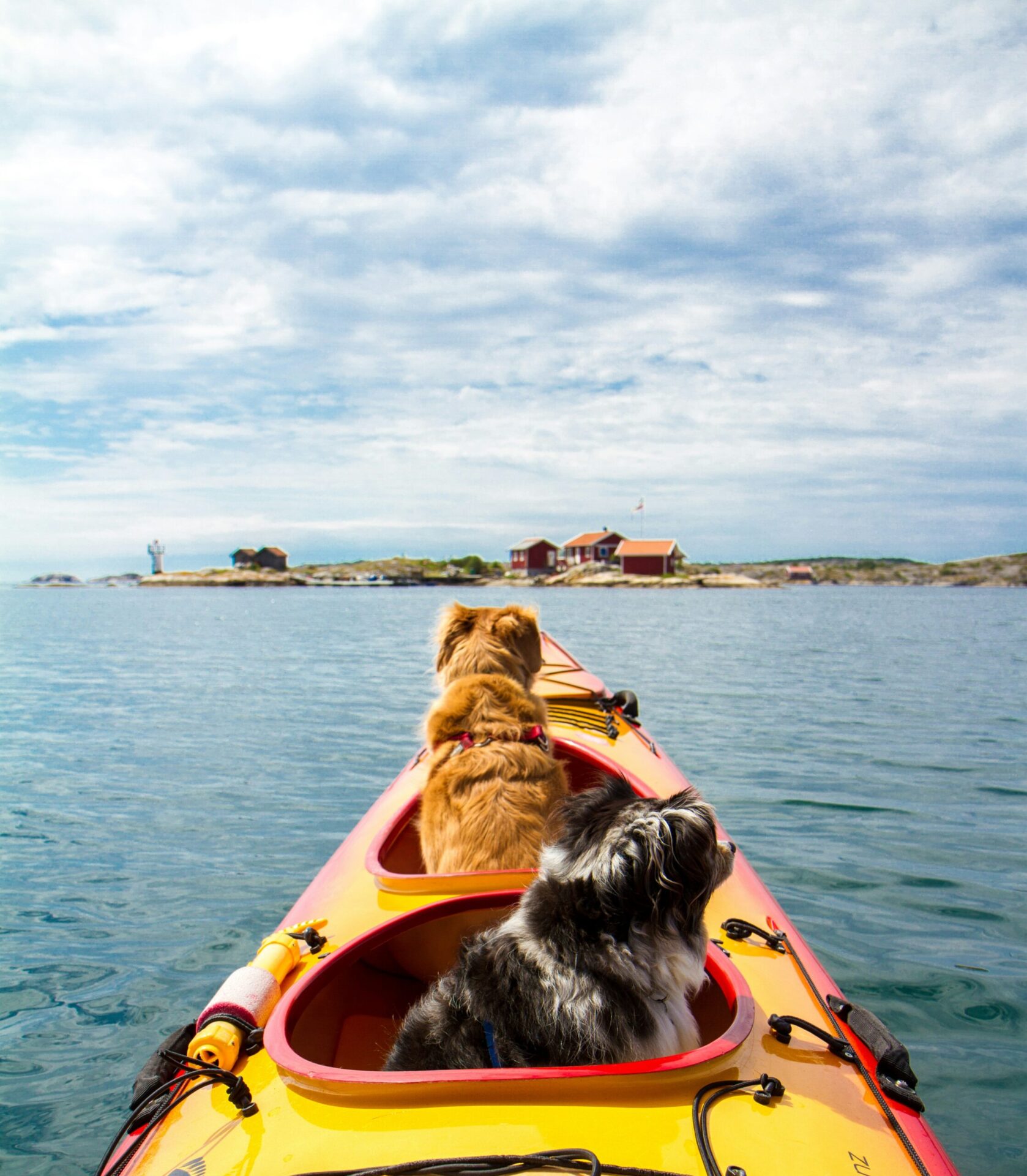 kayaking with dogs