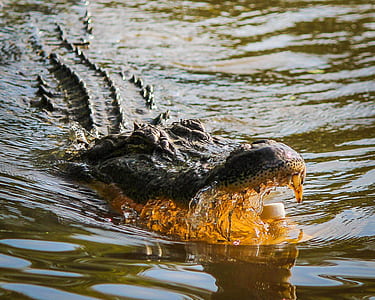 will alligators attack kayaks