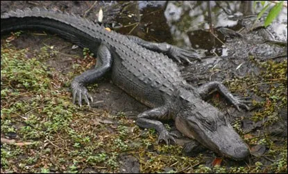 will alligators attack kayaks